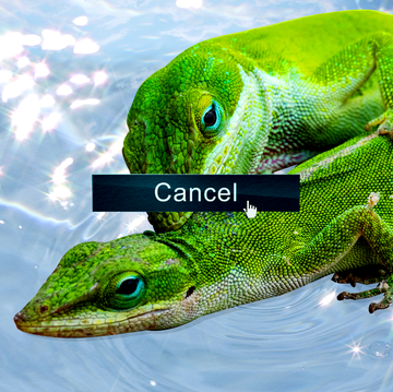 Foreplay is Canceled lizards cuddling